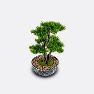 Galatea Thuja-8 Saksılı Çiçek - 3