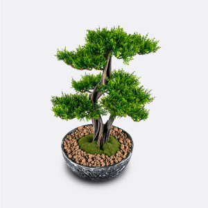 Galatea Thuja-8 Saksılı Çiçek - 5