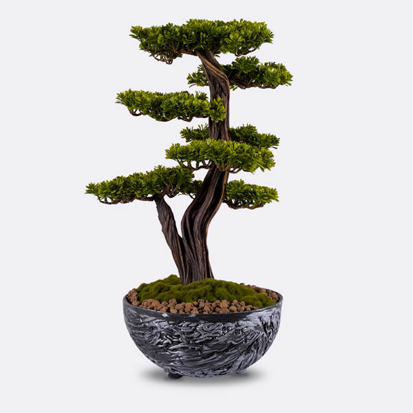 Galatea Thuja-8 Saksılı Çiçek - 6