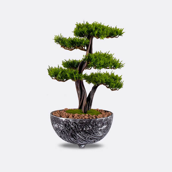 Galatea Thuja-8 Saksılı Çiçek - 7