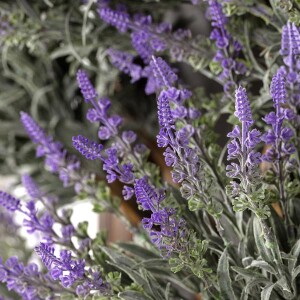 Lavender Tablaeu Tablo - 3